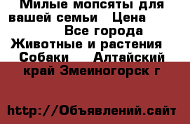 Милые мопсяты для вашей семьи › Цена ­ 20 000 - Все города Животные и растения » Собаки   . Алтайский край,Змеиногорск г.